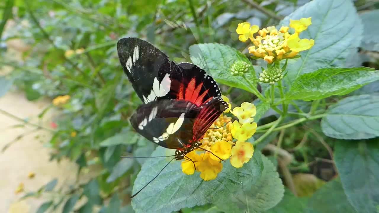 Beautiful Rainforest Butterflies