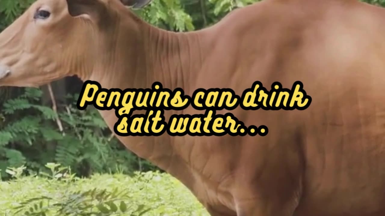 Animal Facts Penguin Salt Water #shorts