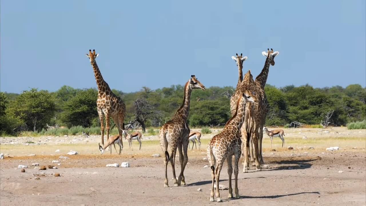 Many many giraff in the field 😇😇😇😇😇