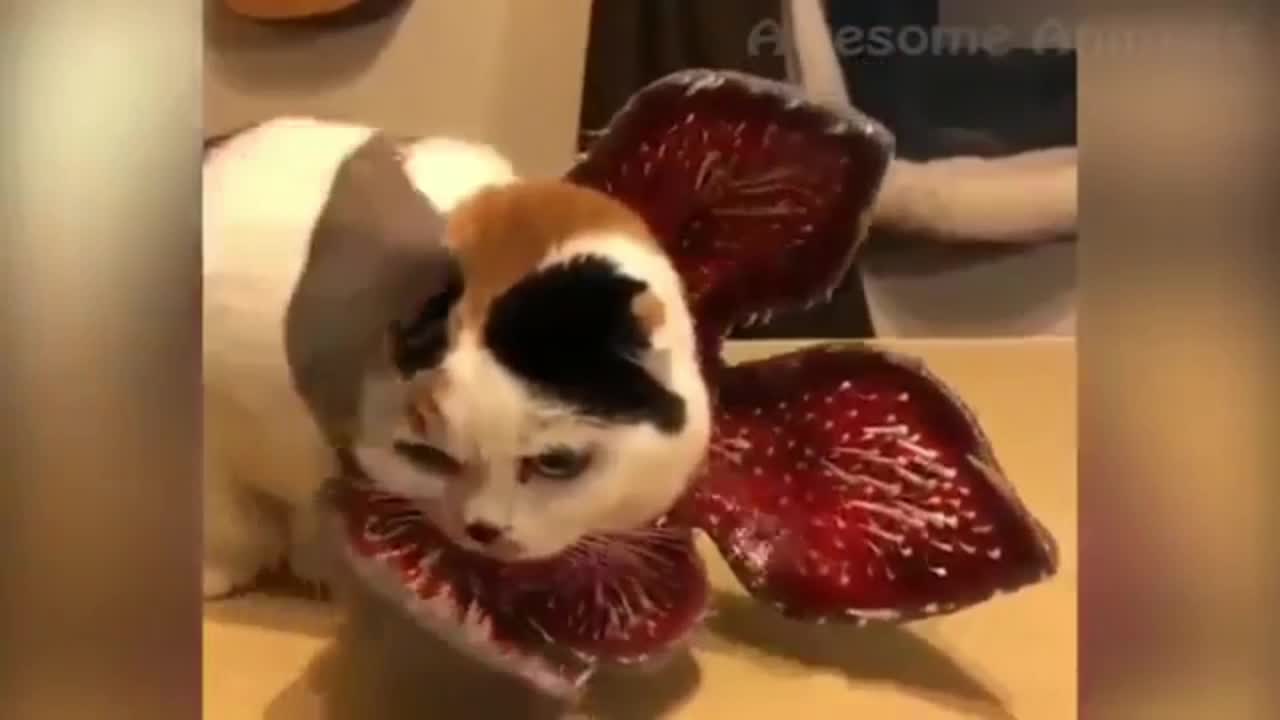 Funny animal videos part 3.