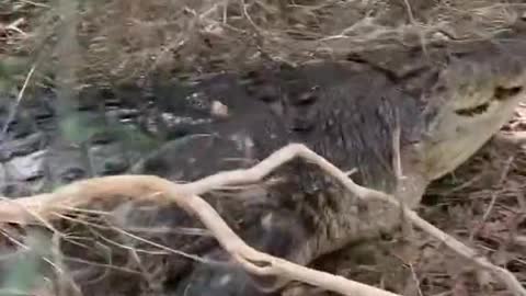 This crocodile is very fierce and big. Don't want to be disturbed