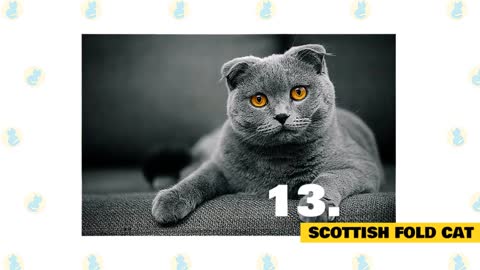 Best cat breeds for cudding!