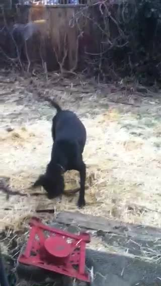 A Dog Has To Take His Stick Back Outside