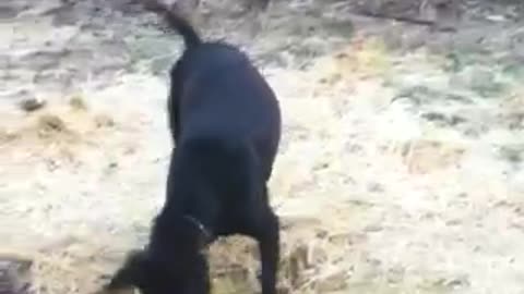 A Dog Has To Take His Stick Back Outside