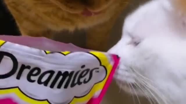 FunnyPetsToday,Funny Cat You Might Never See Before, part96