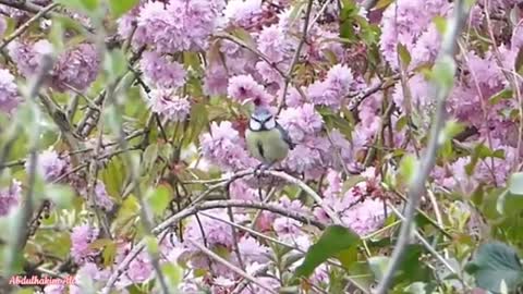 Relaxing Music | Sleeping, Meditation, Stress Relief | [1529] ⭐️