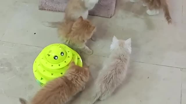 Adorable Persian kittens playing with a ball ! 😍