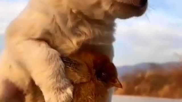 Cute dog love his little buddy ❤