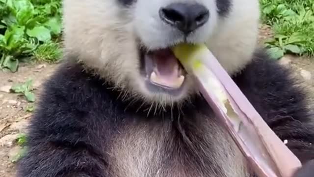 panda bear feeding