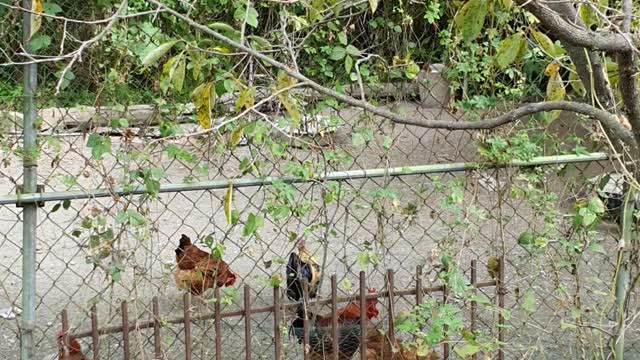 a white chicken and brown chickens run