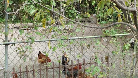 a white chicken and brown chickens run