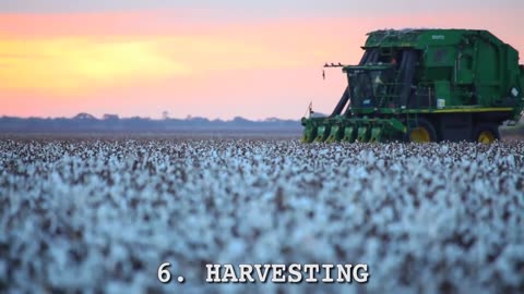 How Cotton Processing in Factory, Cotton Cultivation - Cotton Farming and Harvest