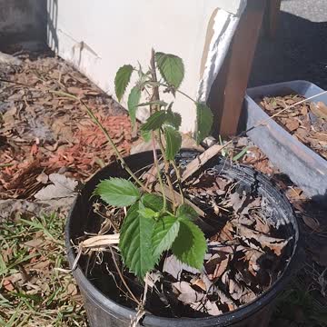 Growing Blackberries | First Time