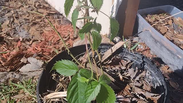 Growing Blackberries | First Time