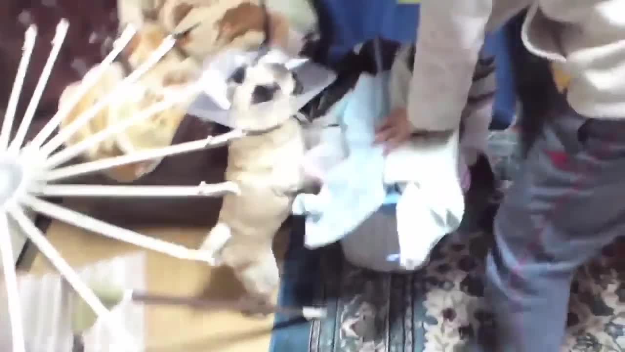 funny animal videos