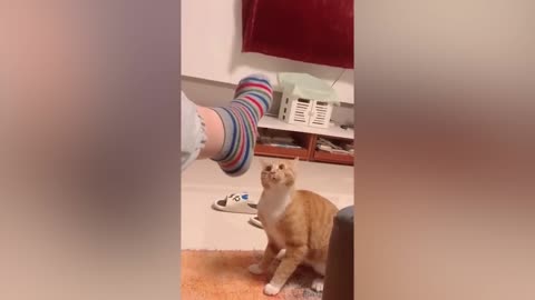 Funny cat video