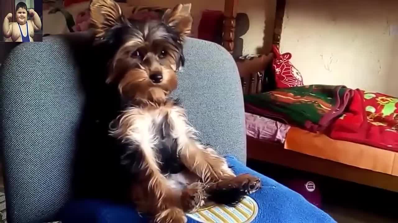 Animals acting like humans funny video