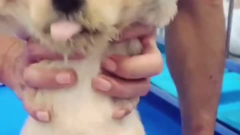 Lovely puppy 3