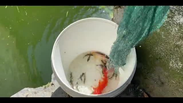 fallen koi fish