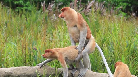 Monkey meetings ln forest beautiful natural// animal planet