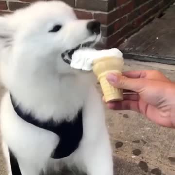It's ice cream time for this adorable samoyed puppy