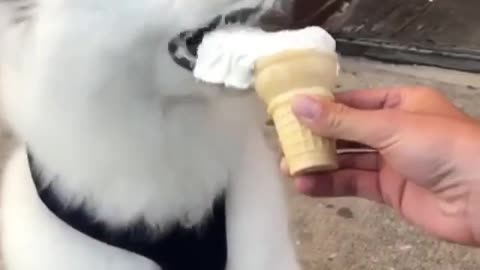 It's ice cream time for this adorable samoyed puppy