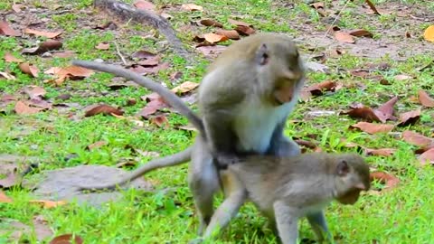 OMG, Too Much Dificult Baby...