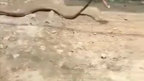 Angry snake