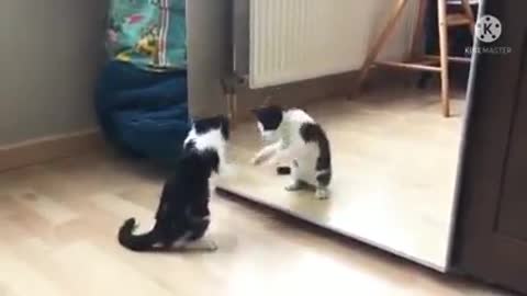 Funny cats video