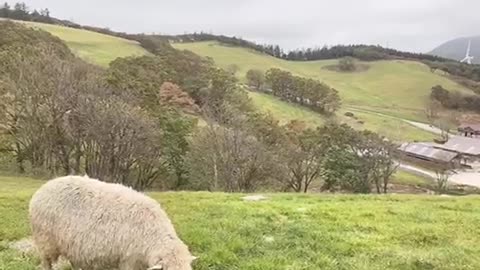 A sheep ranch