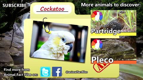 Cockatoo Facts - Some of the most widely owned birds in the world