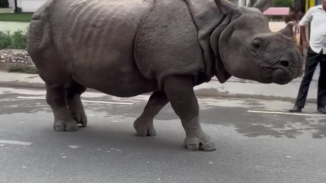 Rhino Wanders Down City Street || ViralHog