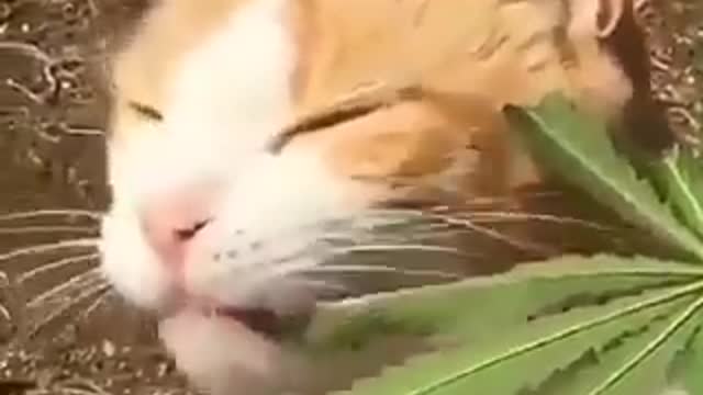 cat nip cat eats marijuana plant