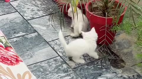 Kitten's lovely video-cute cat video Playing