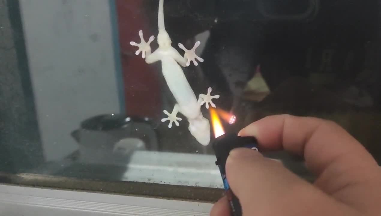 The walking gecko wanted to eat and was discovered by humans