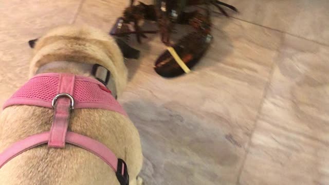 Pug Vs Lobsters