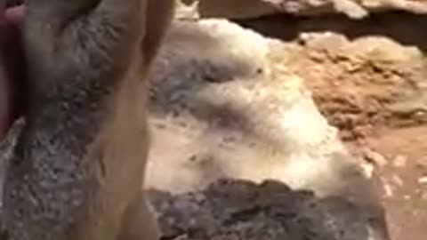 yt1s.com - Thirsty squirrel Grand Canyon_360p