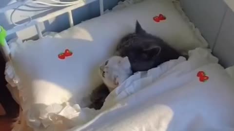 Beautiful cat sleep video