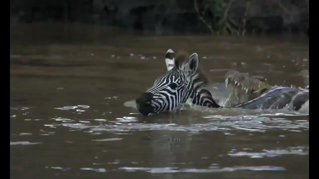 Wildlife Hunting wild animals of Africa