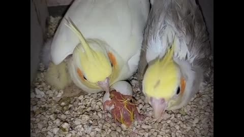 BIRDS WITH THEIR NEW BORN BABY