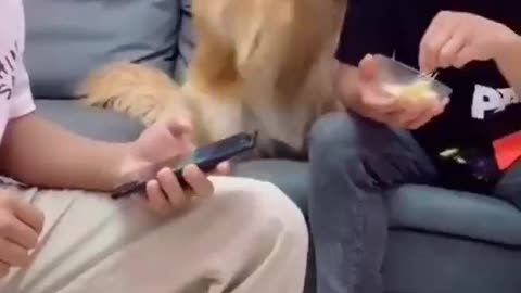 Hungry Dog want some foods