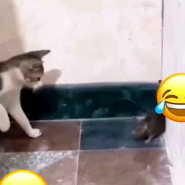 cat funny videos 😸😹 funny moments | comedy videos #shortvideo