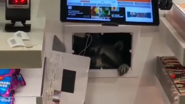 Candy Eating Coon! Funny WATCH!