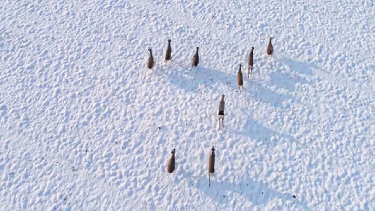 MS Roe deer running in snow covered rural field stock video