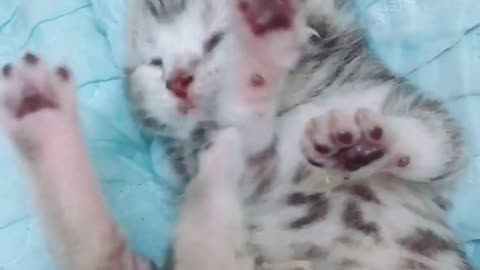 A newborn kitten