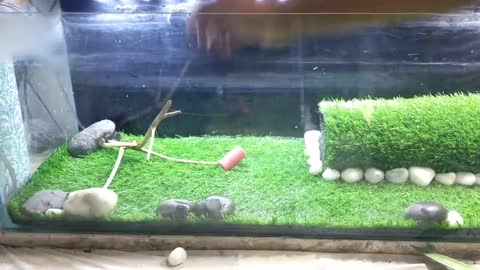 Fish tank creative