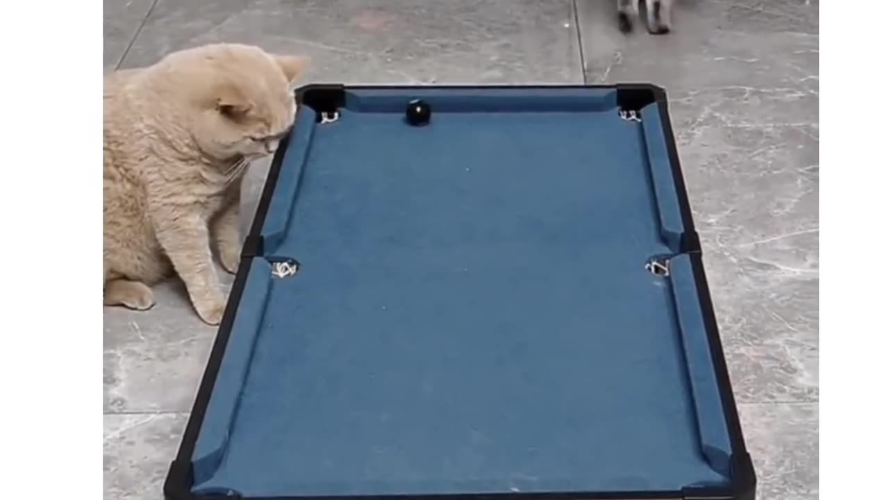 Pool with cat 🐈