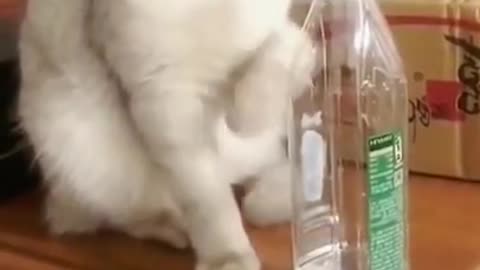 Lovely Cat, white cat, cats, funny cats, funny cat videos