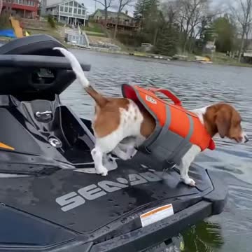 Cute puppy riding jetkie.mp4