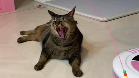 Cat playing with a moving toys